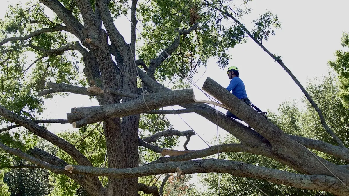 Professional Crown Thinning performed by certified arborists in Beaver Bay